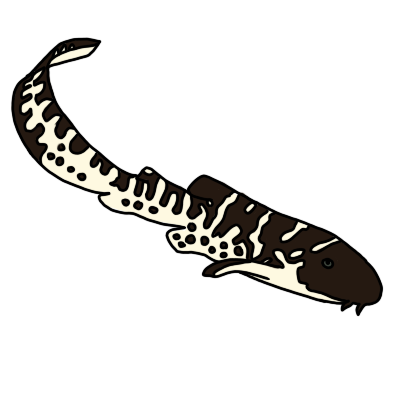 a juvenile zebra shark, or zebra shark 'pup'. it is small and long, with a stripe pattern like a zebra's in dark brown and white.